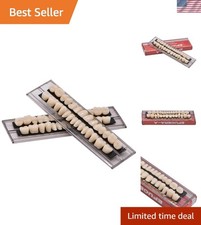 Solid Resin False Teeth Set Ideal Halloween Costume Accessory Learning Tool