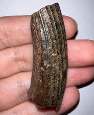 Rare Ice Age Fossil Giant Extinct Beaver CASTOROIDES INCISOR Tooth 2.16 Inches!