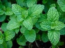 Herb – Peppermint (Mentha piperita) Plug Plants x 3 – Strong, Fresh Scent!