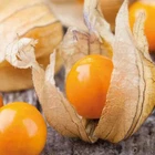 Physalis peruviana 'Colombia Select', Greater Physalis, Inca Berry - 50 See ds