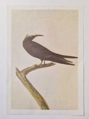 JOHN JAMES AUDOBON Noddy Tern (1966 Colour Bird Print Reproduction)