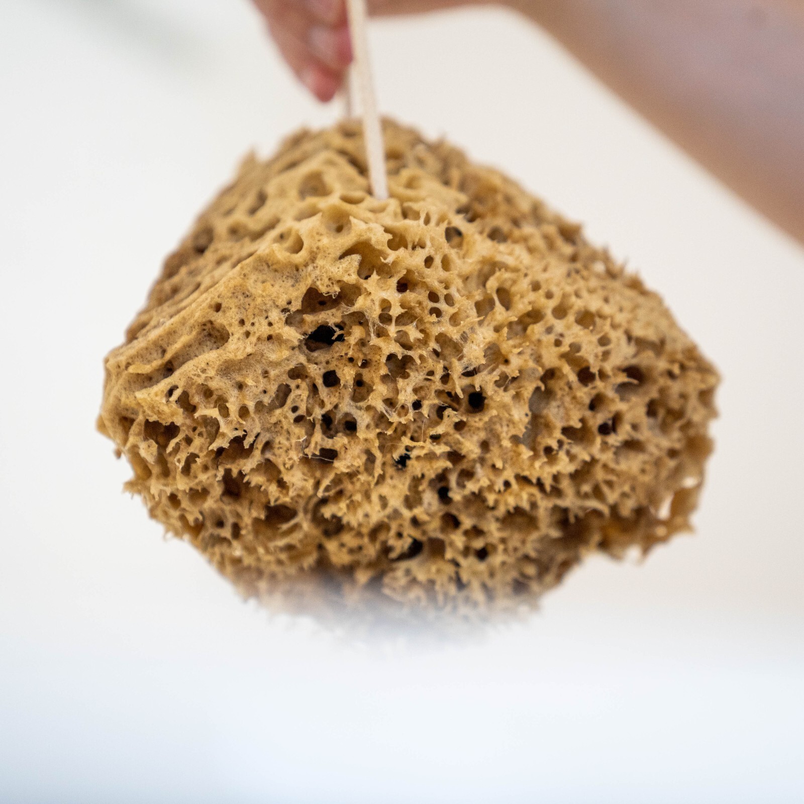Luxury Natural Sea Sponge for Bath and Shower UK Honeycomb Bath Sea ...