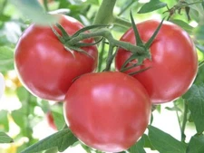 Rutgers Tomato Seeds, 30 Seeds, NON-GMO, Jersey Tomato, FREE SHIPPING