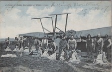 A Crew Of Sheep Shearers At Work Montana MT 1907 Billings Postcard