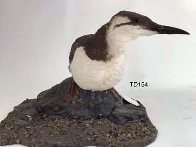 TD154 Guillemot an einem felsigen Ufer