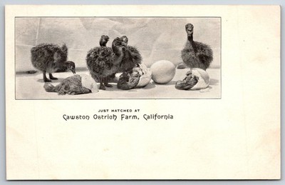 Vintage Just Hatched Ostrich Chicks Postcard Cawston Ostrich Farm CA