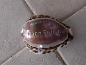 1933 Chicago World's Fair Carved Tiger Cowrie Shell ~ Marvin