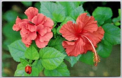 Antigua W.I. Hibiscus Flowers Postcard Photo by JoH Coco Shop Chrome Era