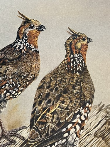 Rene Busnego Stampa Numerata Uccellini Edizione Limitata Northern Bobwhite Quail 1983 - Foto 10 di 12