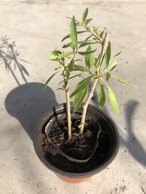 Goji Berry Plant Cutting With Pot Live Plant Ready To Plant | eBay