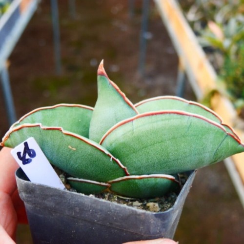 10CM Succulent Plant Sansevieria Trifasciata Banana Asparagaceae Home Garden - Picture 5 of 14