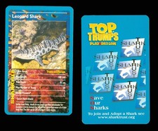 1 x info card of a Leopard Shark - R123