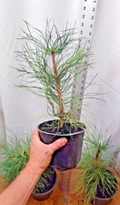 Pacific Ponderosa Pine Tree. pre bonsai or landscaping in nursery pot. Pinus.