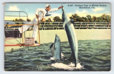 Feeding Time Marine Studios Marineland Florida Vintage Postcard Damaged DMG10