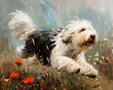 8x10 Matte Print Happy Old English Sheepdog Running in Meadow