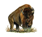 Decal Vinyl Sticker Buffalo - Printed Vinyl Decal Made in USA