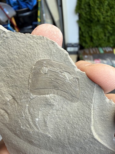 Sea Scorpion Eurypterid Head Fossil | Ridgemount Quarry Ontario | Silurian E5