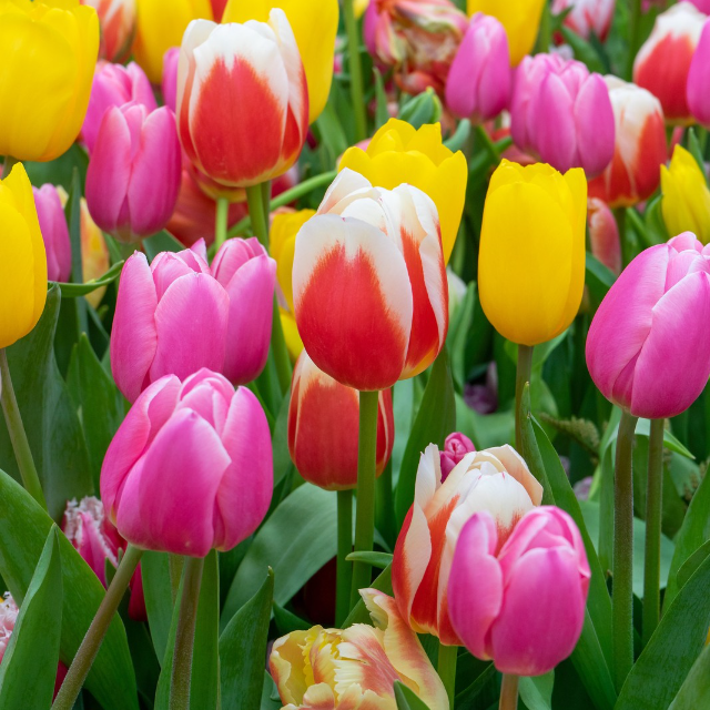 Autumn planting bulbs are HERE