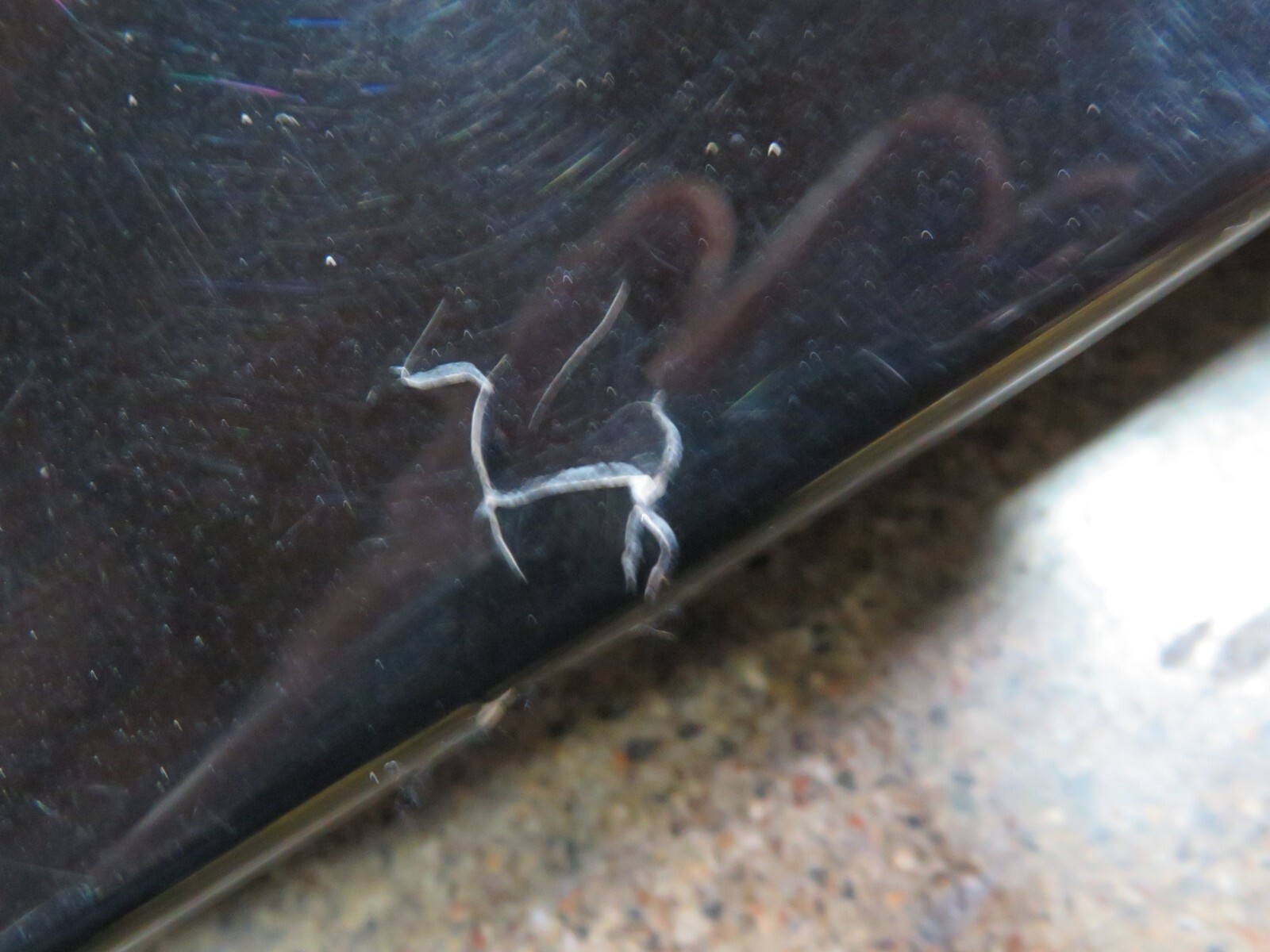 Ferrari 360, Rear Convertible Top Tonneau Panel Cover, Used, P/N 66461700