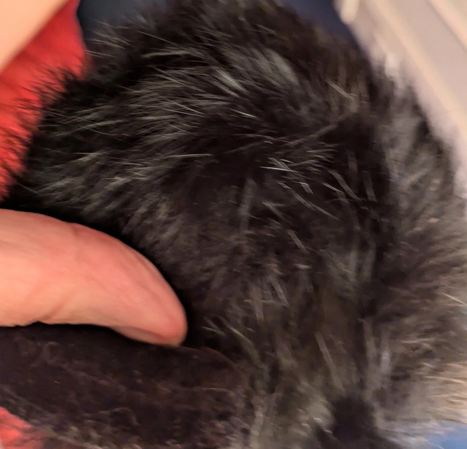 Genuine Rabbit Fur Earmuffs Black  Velvet Headband  Women's  - Image 3 of 4