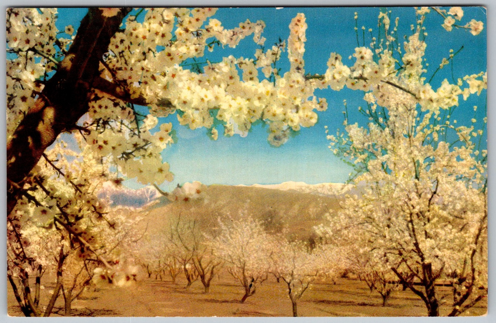 Vtg Postcard Almond Blossoms Orchard Scene California, US 1950s