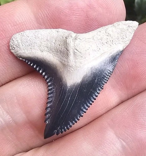 Perfect Bone Valley Hemipristis Shark Tooth Fossil Not Megalodon 1.47"