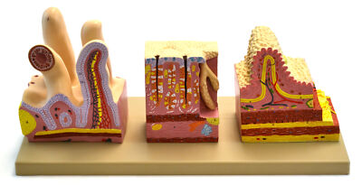 Human Digestive Canal Model, Highly Detailed, Approx. 10''x10''x6''
