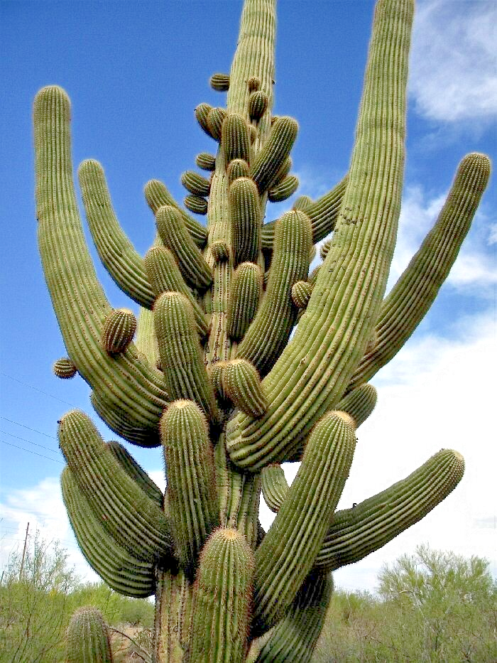 10 SAGUARO GIANT CACTUS SEEDS (Carnegiea gigantea) 