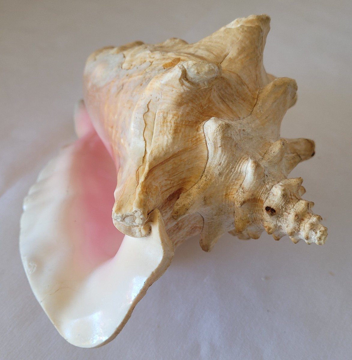 Real Konch Sea Shell | eBay