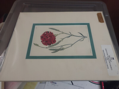 Hand Colored Engraving from Curtis Botanical Magazine 1814