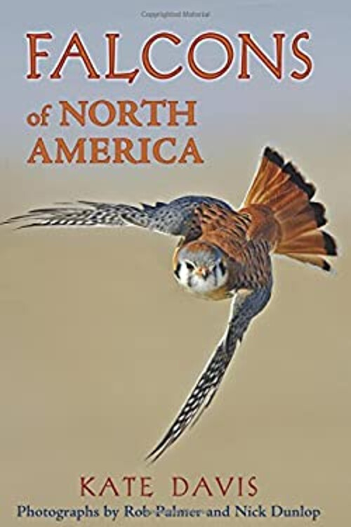 Falcons of North America Paperback Kate DAvis 9780878425532 eBay