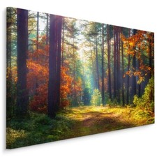 Fabelhafte Canvas LEINWAND BILDER XXL Kunstdruck Natur Wald Weg 3D Bäume 1333