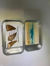 Lot de 3 dents fossiles de Mosasaur Prognathodon + illustration artistique Title
