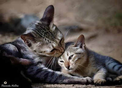 Photograph Digital Photo Product Nature Cats Image Wallpaper Desktop Background