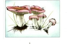 Turks and Caicos - 1994 - Mushrooms - Souvenir Sheet - MNH