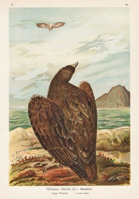 Seeadler Adler sea-eagle Vogel Vögel bird birds Lithographie Naumann 1890