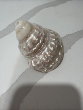 Pearlized Wavy Turban Seashell. Coastal Home Decor Beach House Nautical Ocean