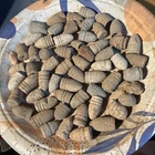 Pile Dug Civil War  Bullets  U.S. Confederate Mixed Collection 💥 🇺🇸 💣 #1863