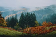 Landscape nature forest trees pine mist Custom Gaming Mat Desk