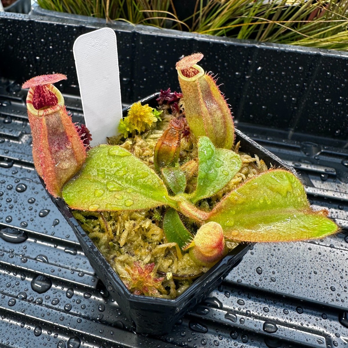 Nepenthes veitchii ('Orange' x 'Candy Dreams') - Seed Grown
