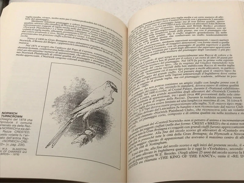 Canarini : Cinque Magnifiche Razze Inglesi - Giorgio de Baseggio - Immagine 3 di 4