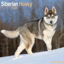 SIBERIAN HUSKY - 2026 WALL CALENDAR - BRAND NEW - 06919