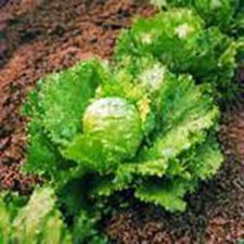 LETTUCE, ICEBERG, LARGE HEAD, HEIRLOOM 1000 SEEDS, SWEET CRISP LETTUCE