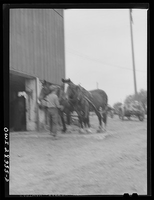 Photo:Horse Team Barn Rural Work 1930s-1940s Black and White Photo