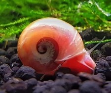 60 medium PINK Ramshorn Snails - LIVE - Home Tank Raised - Free Shipping  
