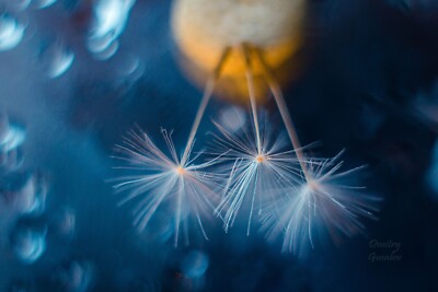 Rare Helios 44M Lens with Trioplan Bubble Bokeh Unique M42 Mount Dreamy Effect