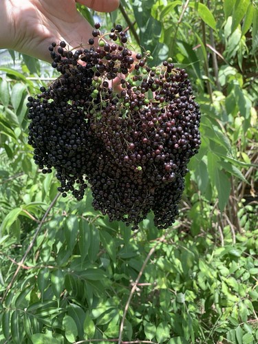 2 Elderberry Live Plant 15" + Bare Root Native Edible Medicinal Organic Berries - Picture 2 of 6