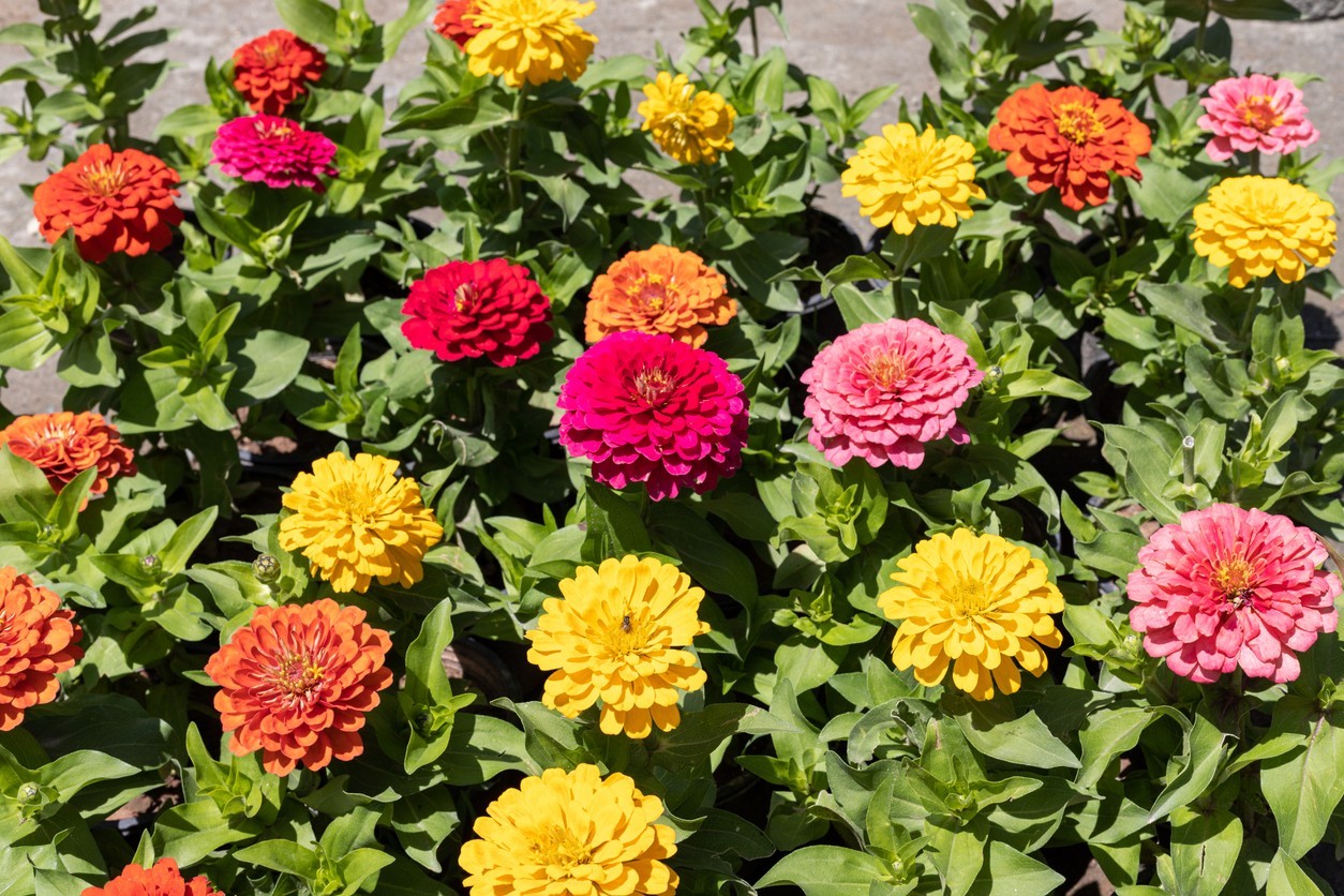 500 semillas de zinnia flor de dalia - mezcla colorida para jardín, cama, balcón cubo