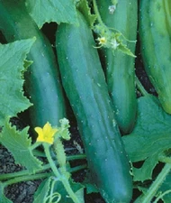 Cucumber Seeds 100 Marketmore Cucumber Vegetable Seeds