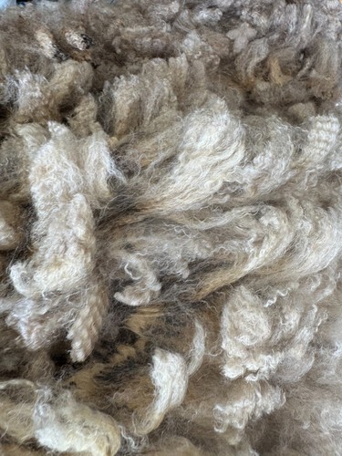 Raw Wool Fleece CVM Breed 7 lbs 10 oz Light Brown Great Crimp! 2025 Kostos - Picture 4 of 8